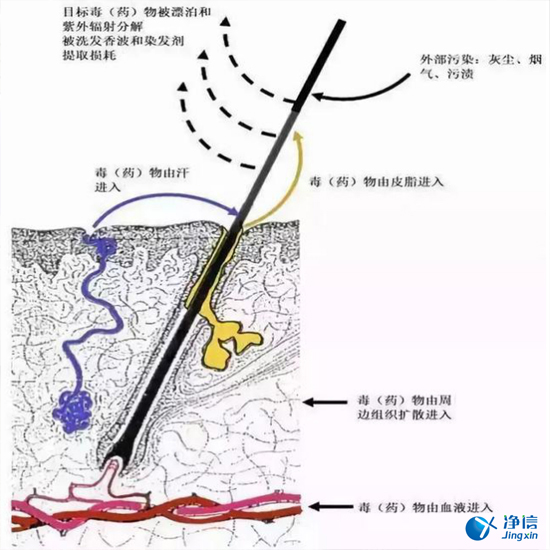  毛發(fā)毒品檢測(cè)儀檢測(cè)腿毛竟可以測(cè)出吸毒?做了全身脫毛也可以？